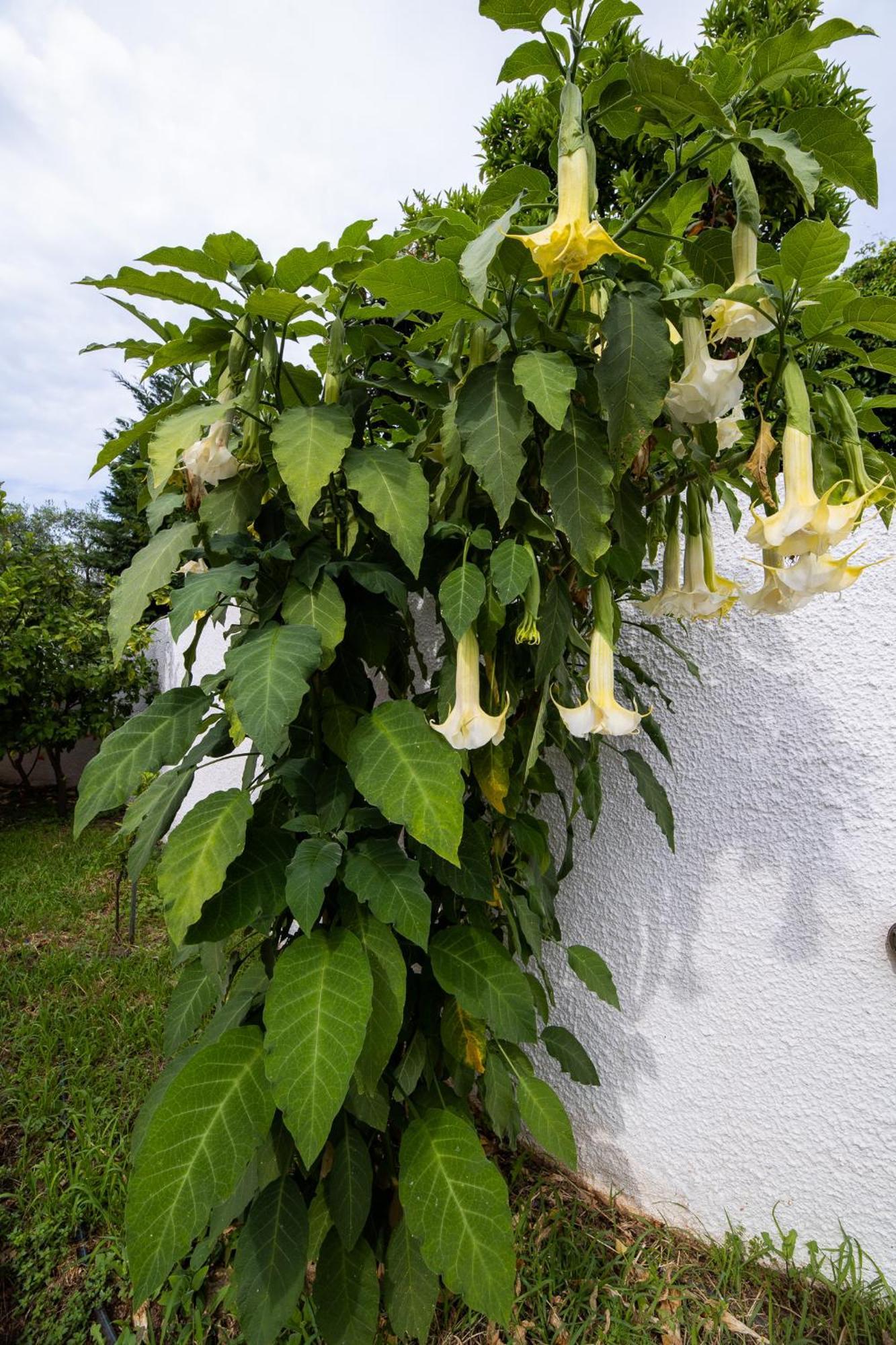 Seralis Pelion Áfissos Ngoại thất bức ảnh